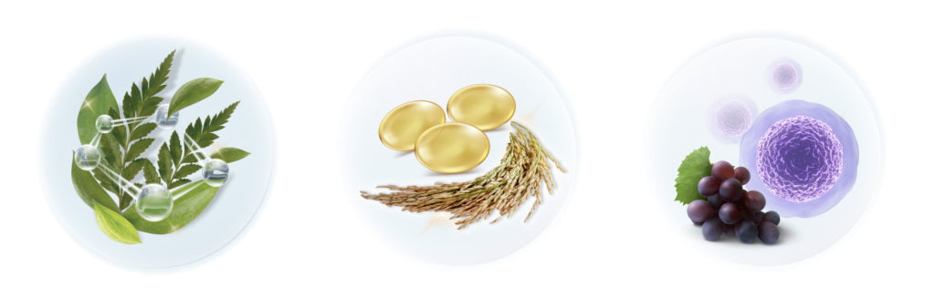 Dr.JiLL Advanced Serum key botanical ingredients illustration