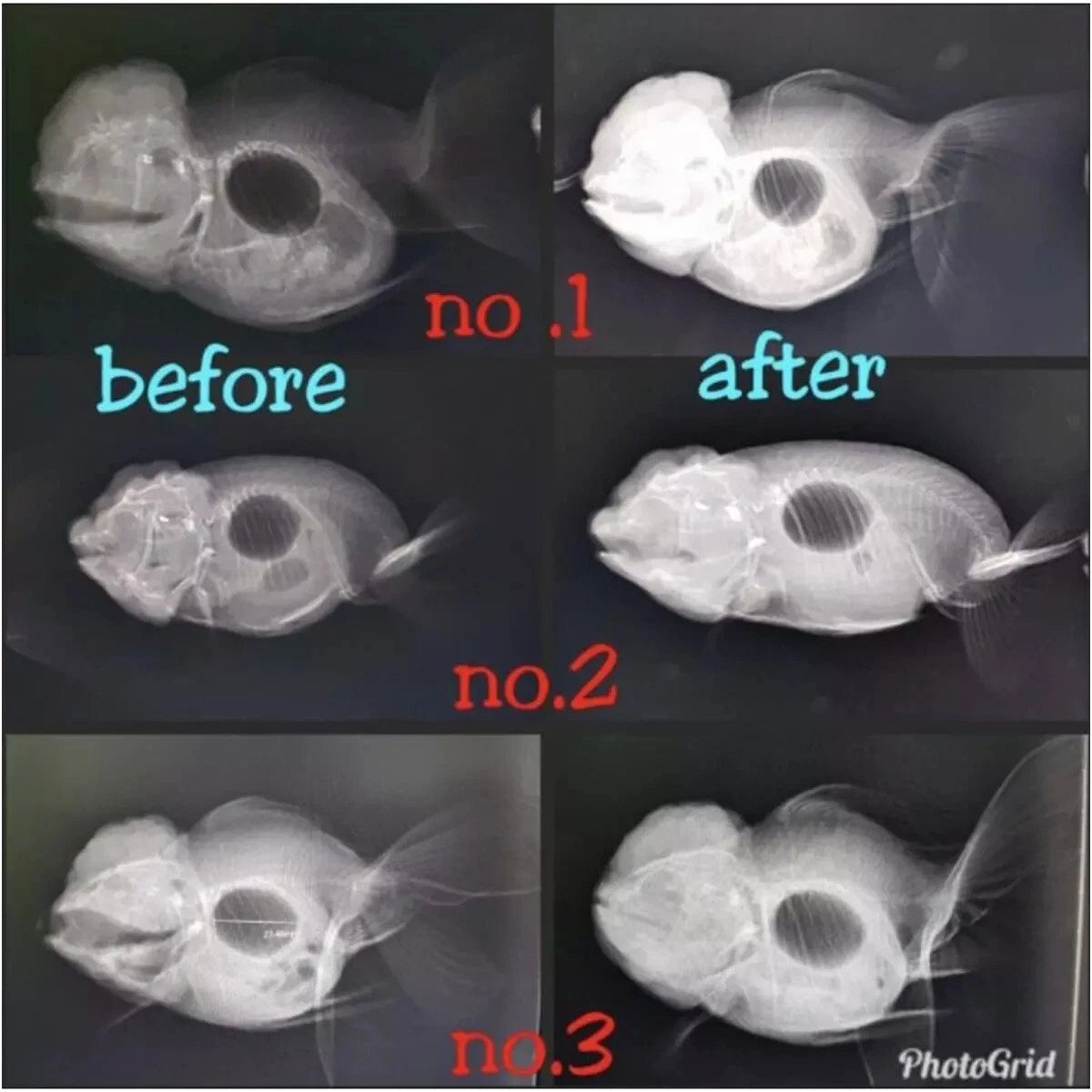 Kenta Goldfish Food comparison showing balance improvement in goldfish before and after feeding