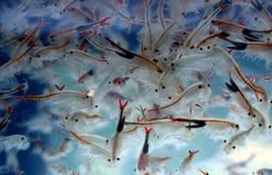 Moina Macrocopa Eggs Live Fish Food High Protein for Betta Guppy Fry 3 Capsules
