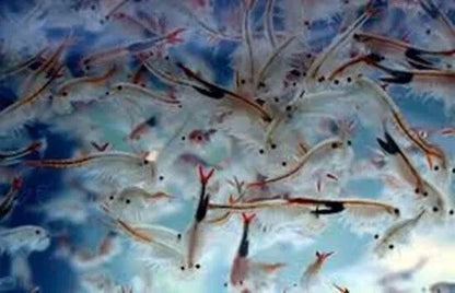 Moina Macrocopa Eggs Live Fish Food High Protein for Betta Guppy Fry 3 Capsules