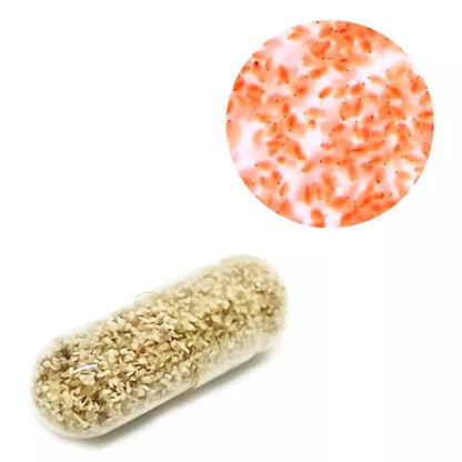Moina Macrocopa Eggs Live Fish Food High Protein for Betta Guppy Fry 3 Capsules