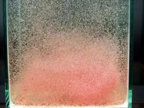 Moina Macrocopa Eggs Live Fish Food High Protein for Betta Guppy Fry 3 Capsules